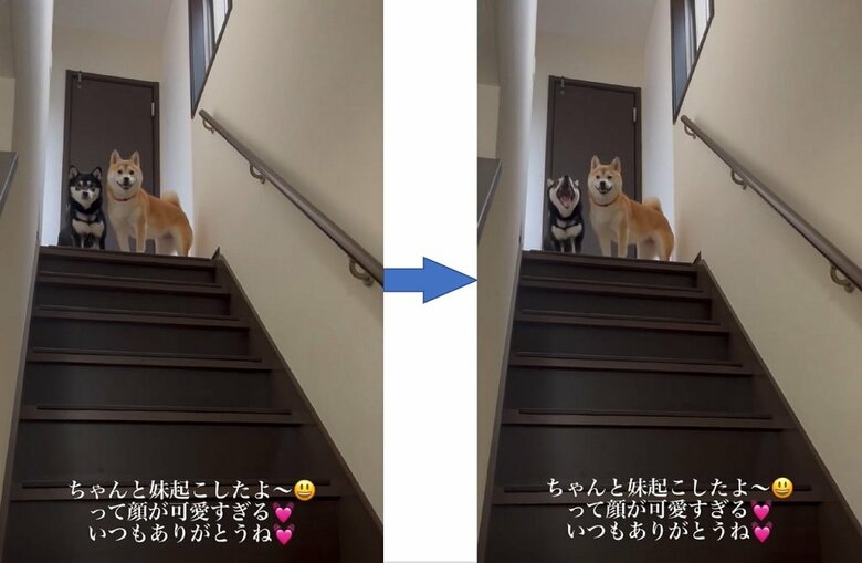 飼い主さんからの「ありがとう」に笑顔の豆ちゃん　「おはよう」にあくびで返事する小豆ちゃん