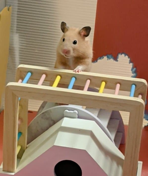 普段のはなちゃん