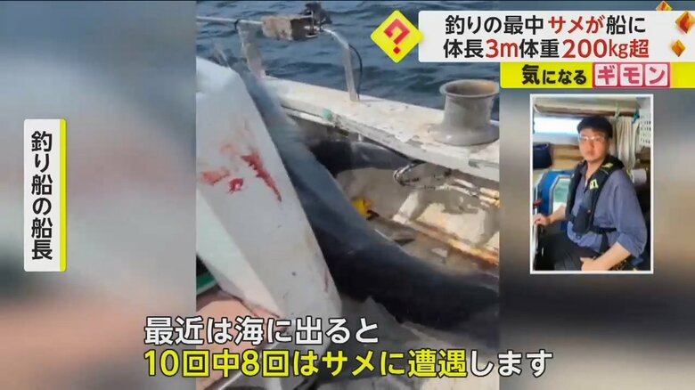 「最近は海に出ると10回中、8回はサメに遭遇する」と話す船長
