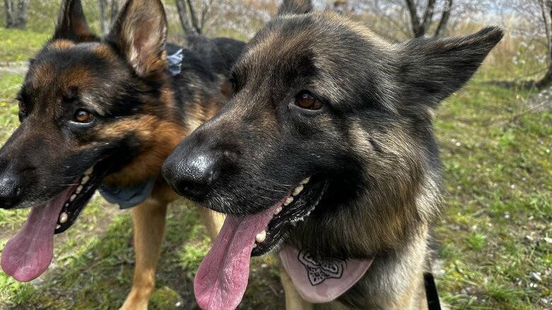 提供：Tobi and Bobi シェパード兄弟犬さん