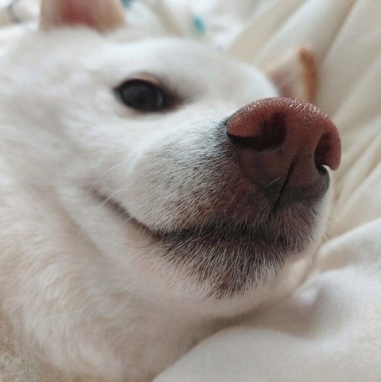 提供： kinako_kinakoさん