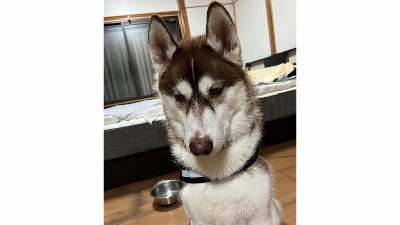 自宅を汚すと反省しているフリをすることもあるという