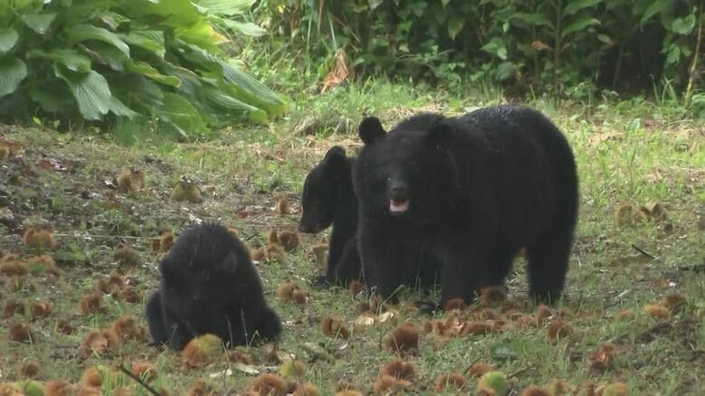 カメラの方をじっと見る親グマ、逃げるそぶりはない