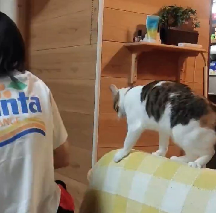 提供：nyaokoさん