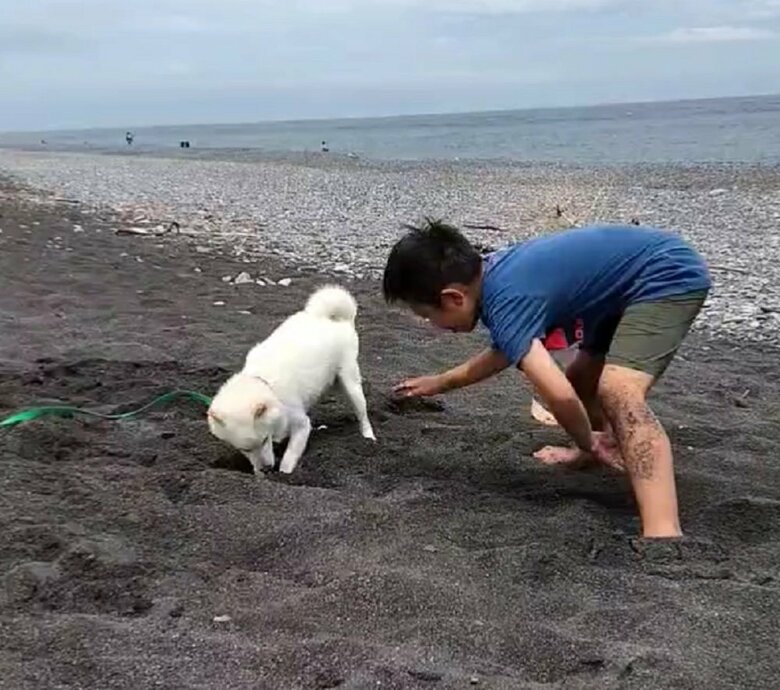 ハクくんと息子さんの砂掘り勝負