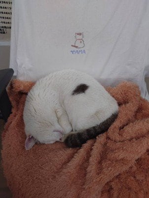 教官室内の専用椅子でぐっすり
