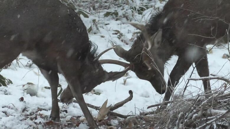 角を突き合わせる2頭のシカ