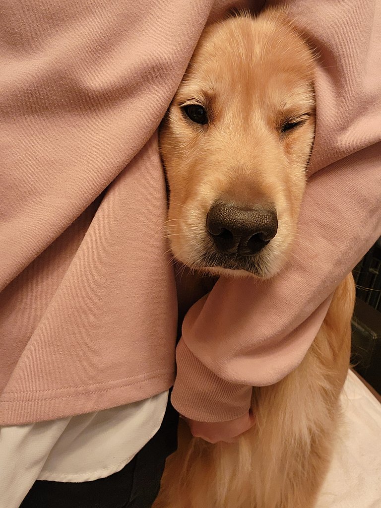 提供：Charlotte@ゴールデンレトリバーさん