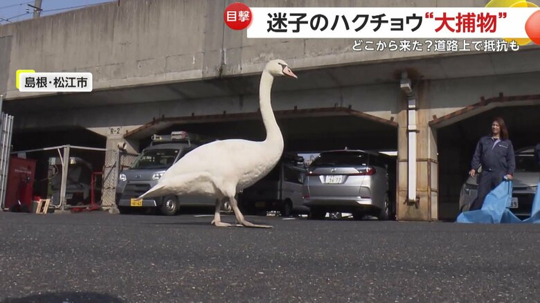 捕獲前のコブハクチョウの姿