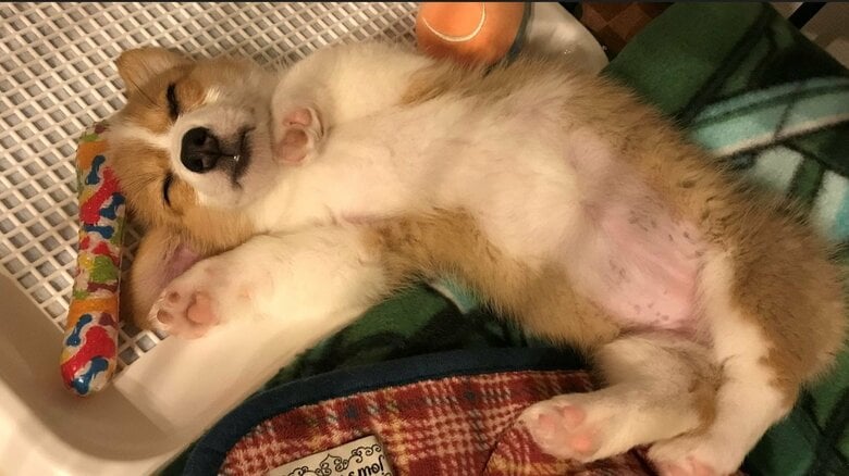 子犬時代のもなかちゃん