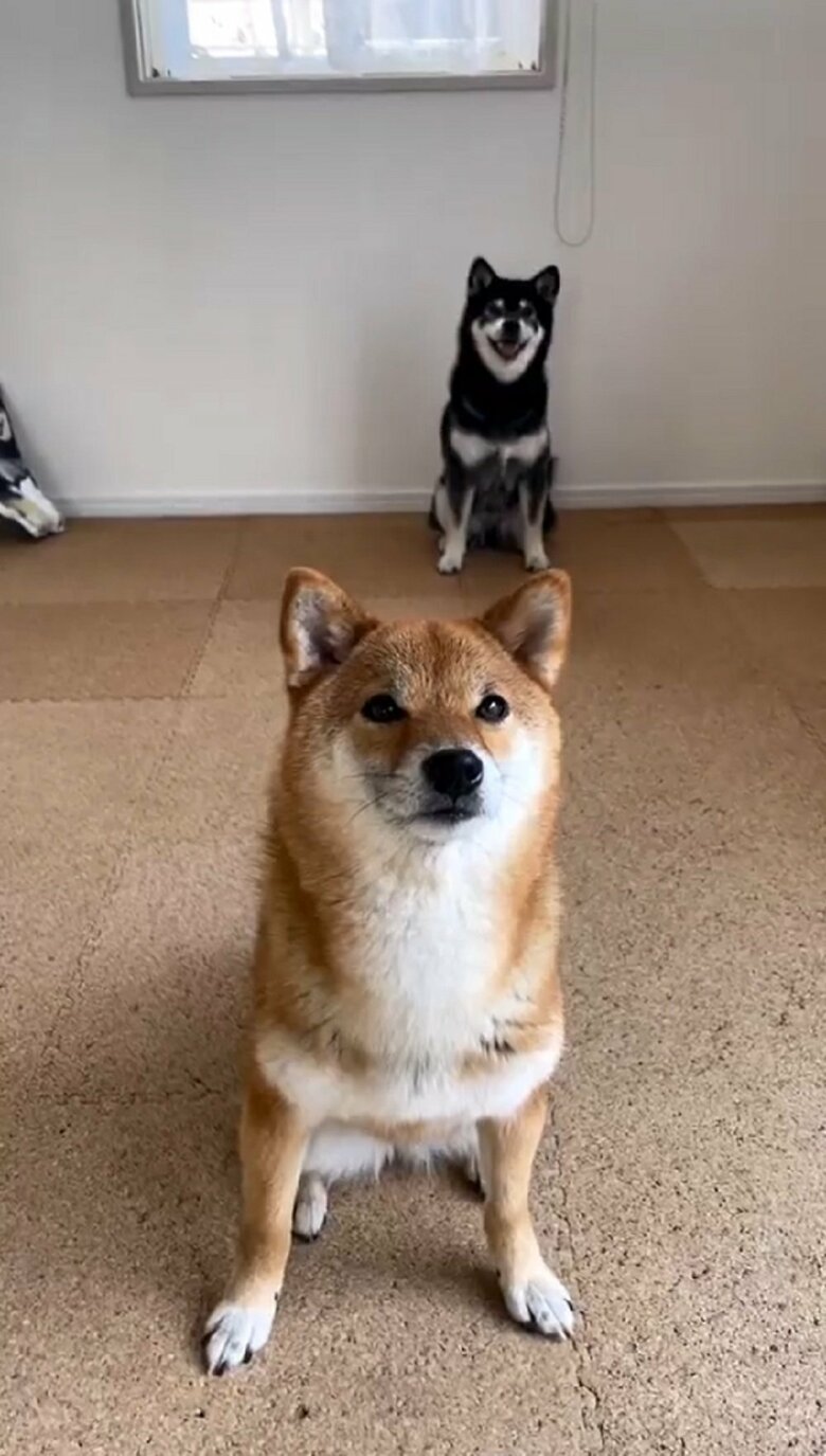 りなちゃんの後ろにおすわりしているみくちゃん