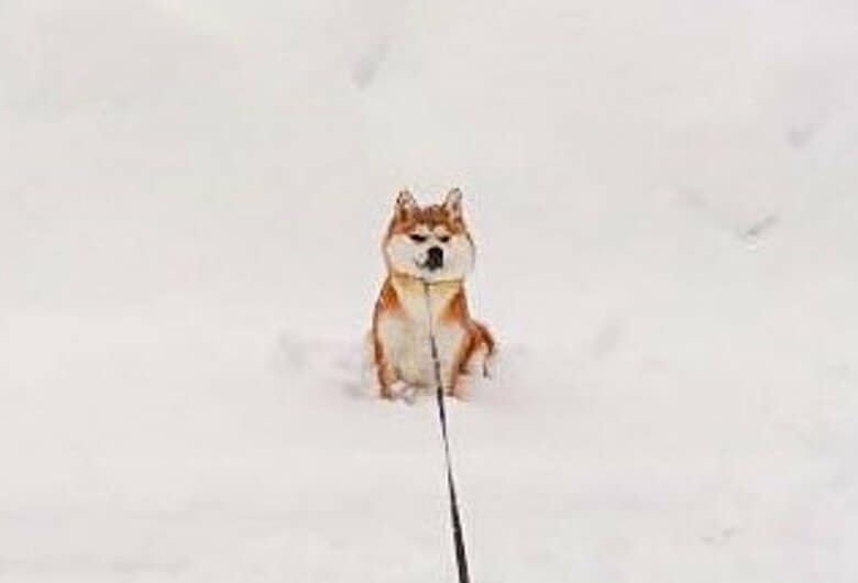 提供：あおとはなさん