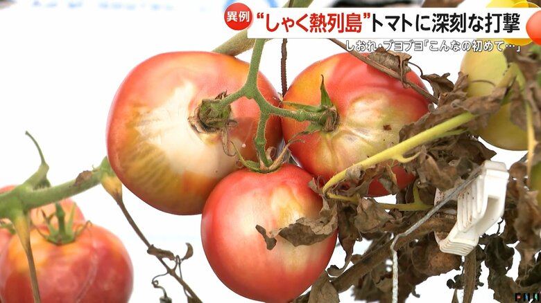 身が柔らかくなり変色したトマト