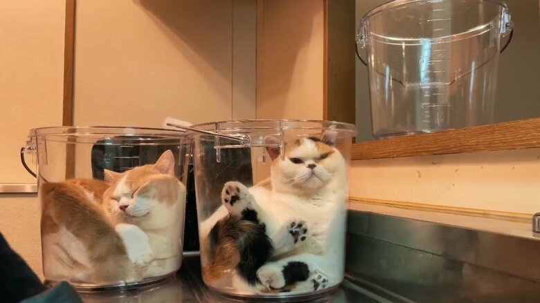 たまには入らないこともあるという