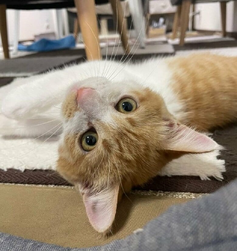 甘えん坊なオフくん