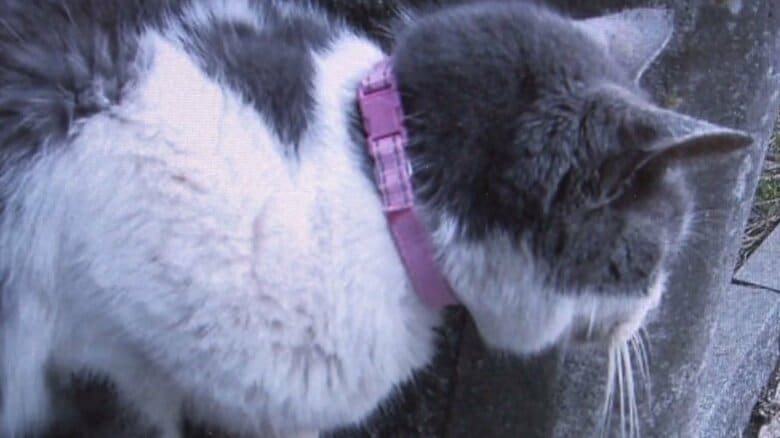 ネコの首輪にはメモリが