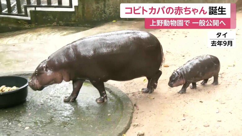 タイで生まれたコビトカバの赤ちゃんは世界中で人気に