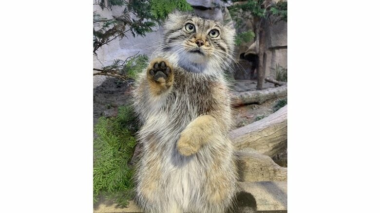 人工保育時に触ったらフワフワの毛だったそう（提供：那須どうぶつ王国）