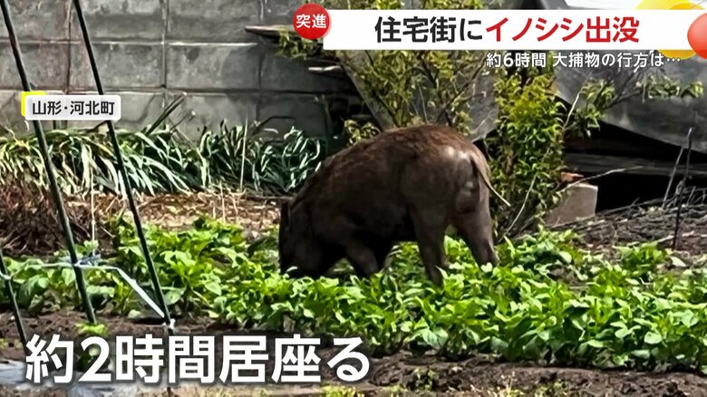 住宅街に約2時間居座ったイノシシ