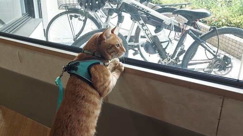 ニャルソック中