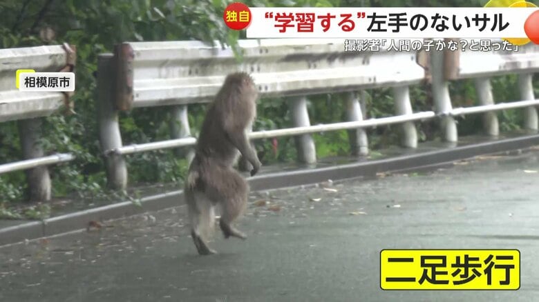 二足歩行でドアから離れた左手のないサル