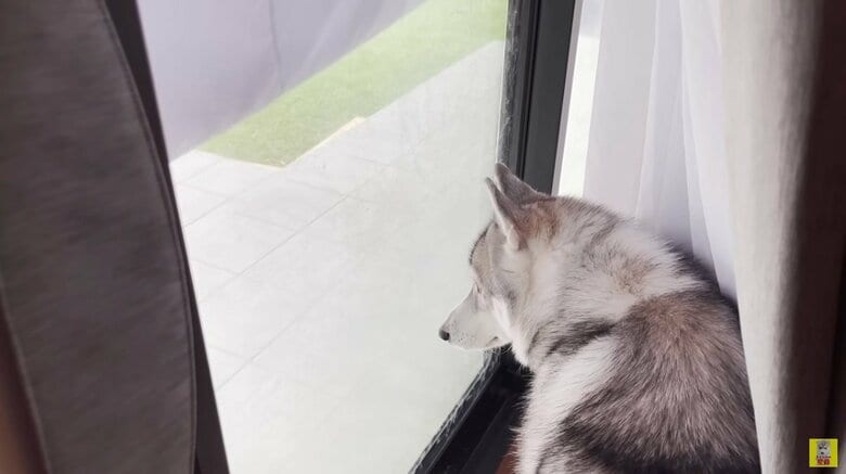 「置いて行かれた…」と呆然のもんちゃん