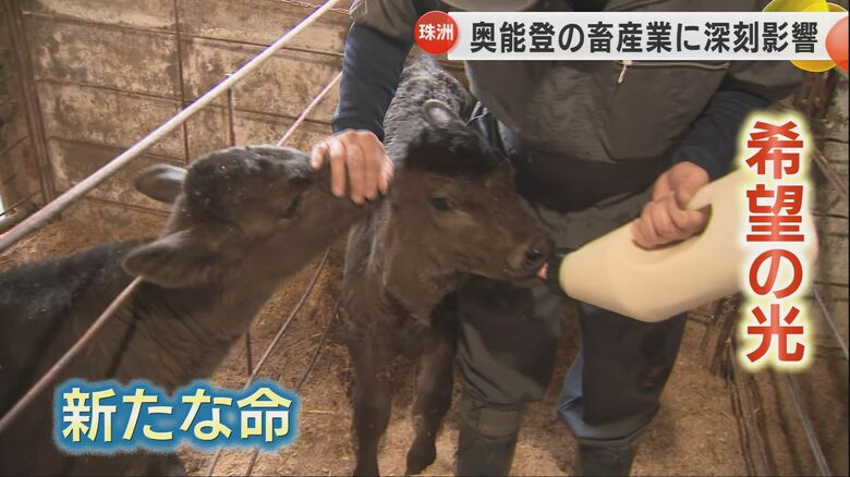 豪雨災害のさなか生まれた牛