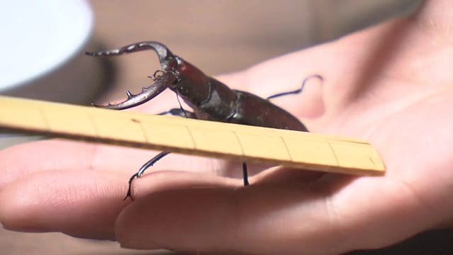 最近は夏でも見かけることが少なくなった