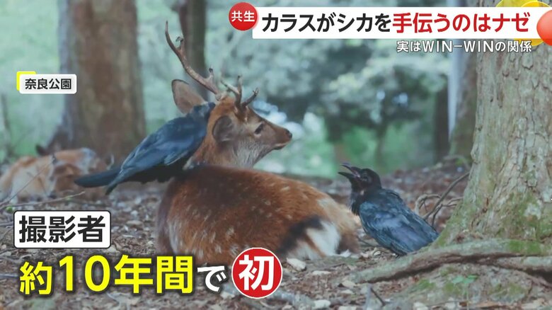 WIN-WINな関係にある、奈良公園のシカとカラス