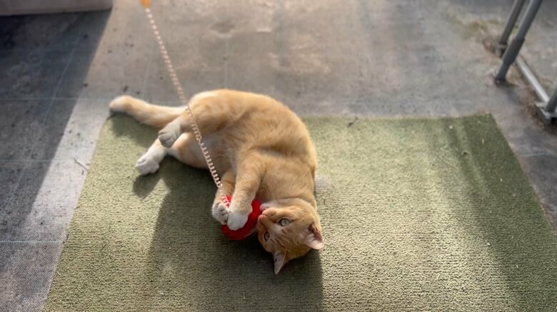 でも遊ぶのは好き