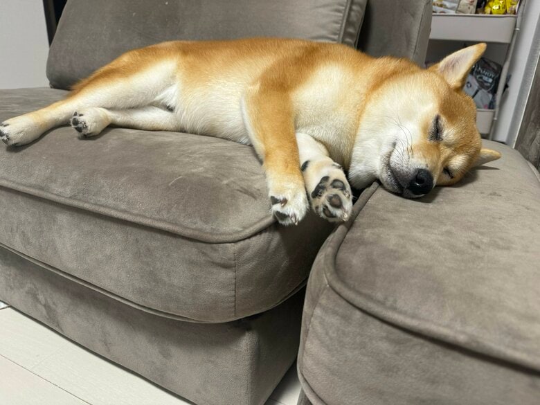 提供：わさび一族さん