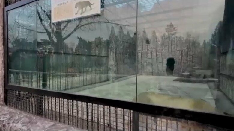 ロシアから北朝鮮の動物園に贈られた動物