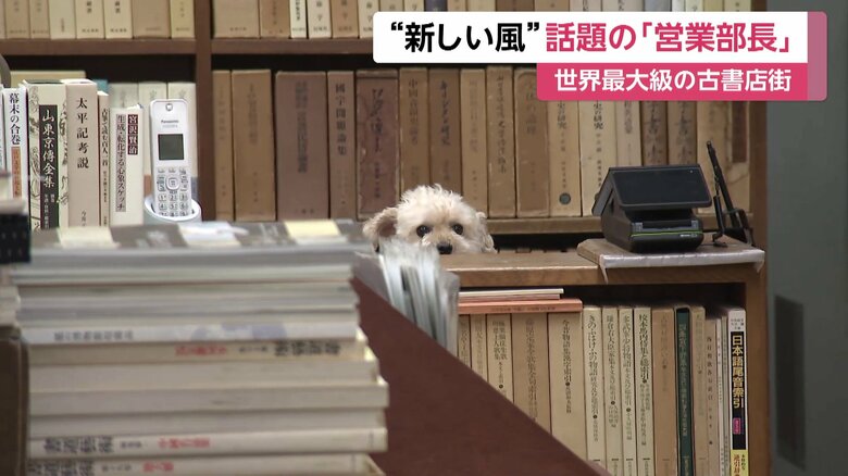 マルチーズとプードルのミックス犬「ししまる」