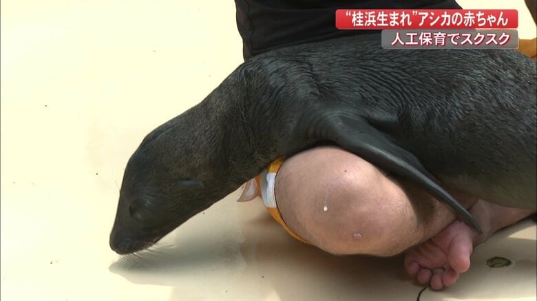 丸野さんの足の上でくつろぐコエル