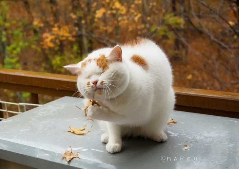 秋を満喫（提供：MARCOさん）