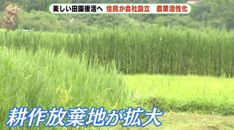 アシが生えてしまった休耕田