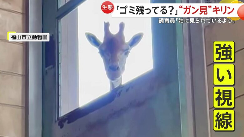 キリンの寝室を掃除していたところ、強い視線を感じたという飼育員