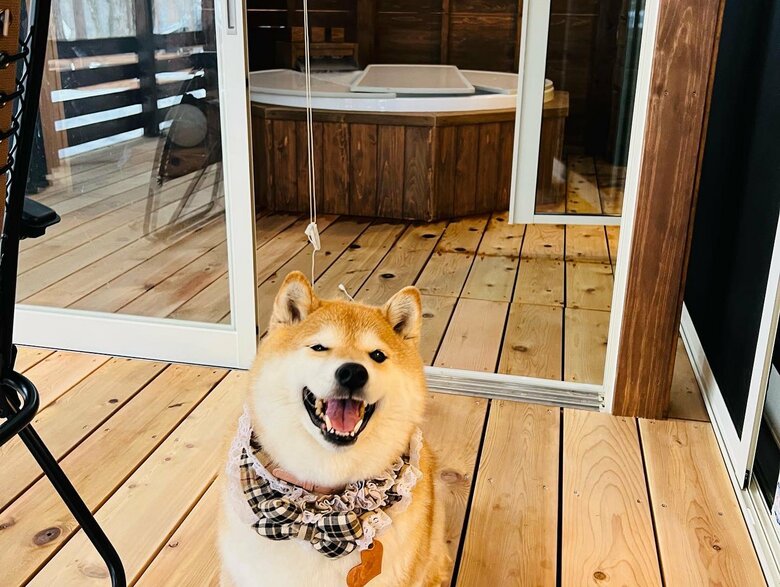 画像提供：柴犬ハナさん