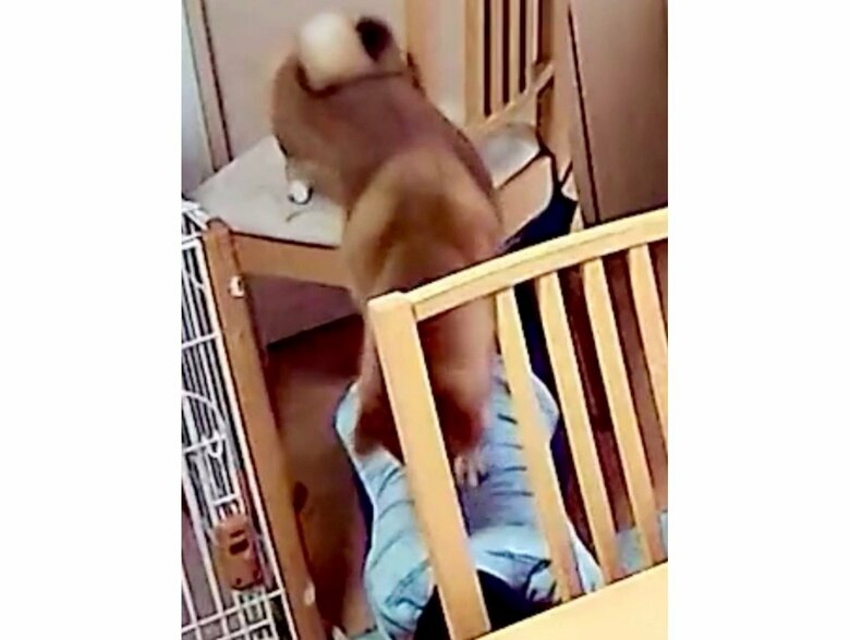 提供：柴犬勇者むぎさん