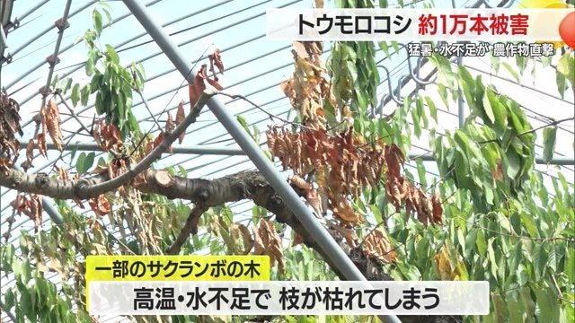 2025年のサクランボも不作だったが、来年も収穫に影響が出る見通しとはやりきれない