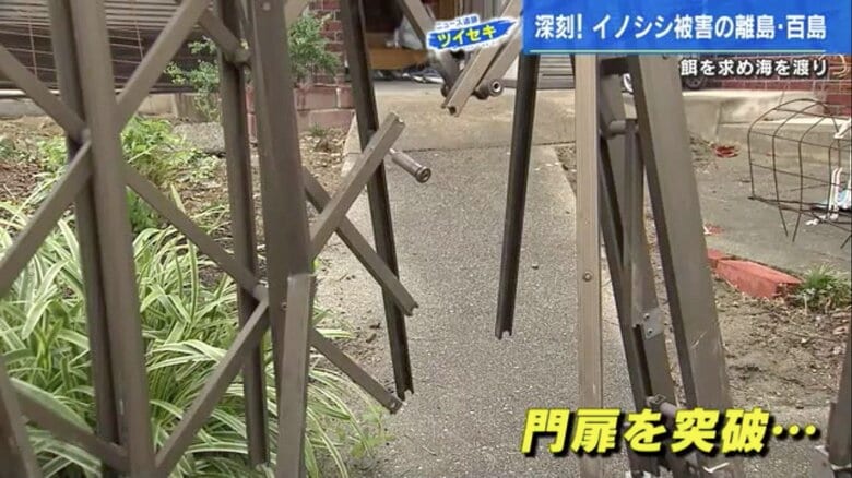 イノシシが突き破った民家の門扉