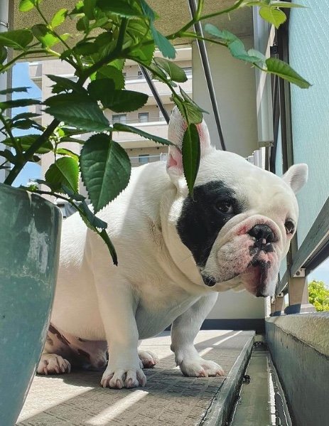 提供：こぶしさん