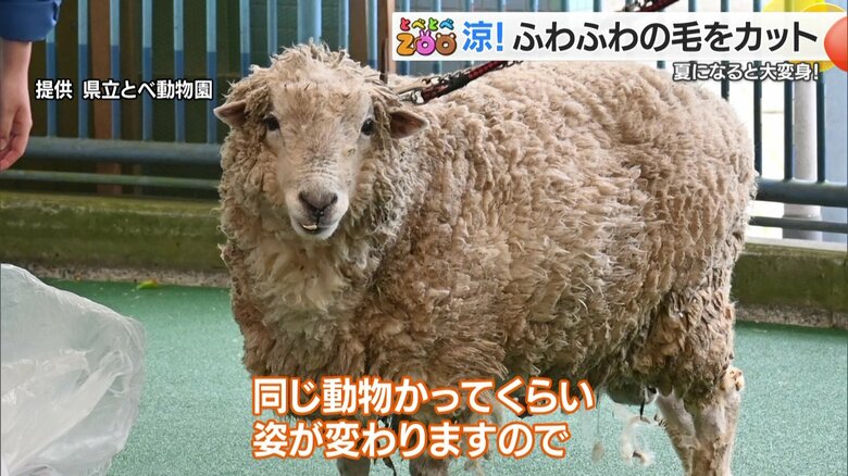 毛を刈る前のコリデール