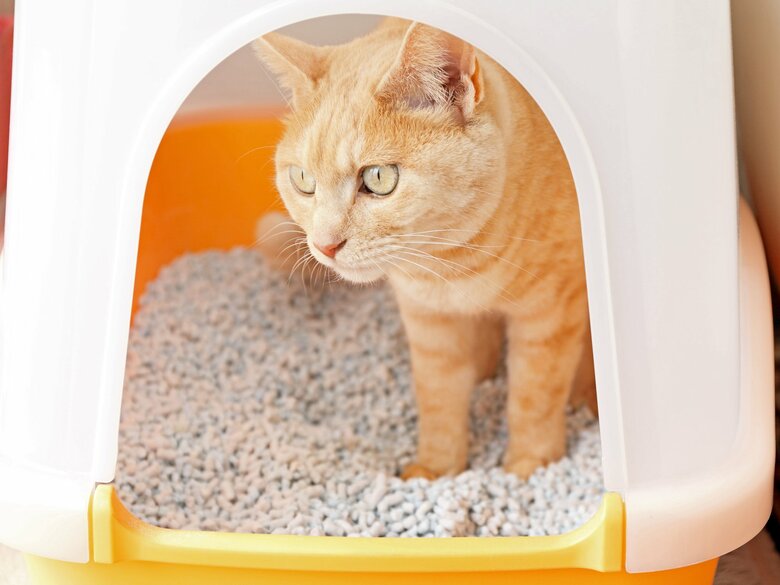 （画像はイメージ）