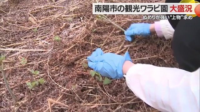 ワラビ採り初挑戦のアナウンサーでも簡単に採ることができた