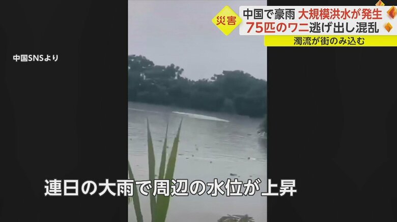 ワニ養殖場に水が流れ込んだ