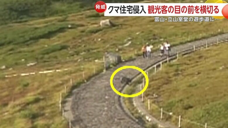 遊歩道で観光客の目の前を横切るクマ（富山・立山室堂）④