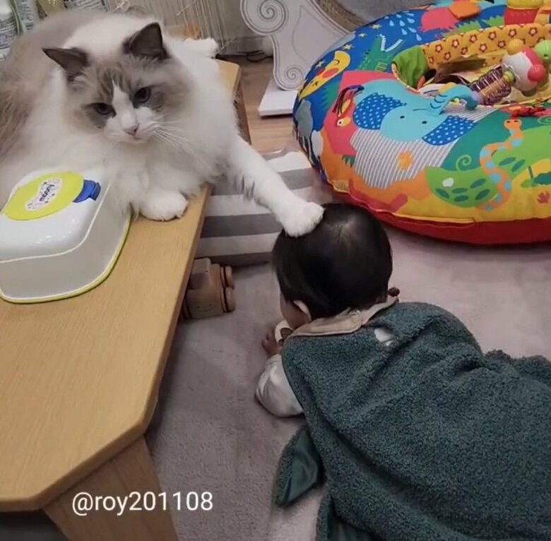 提供：ロイ(Roy)くん@ラグドールさん