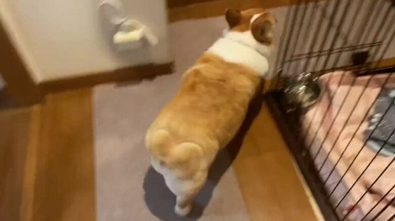 アピール後は早足でトイレへ向かう