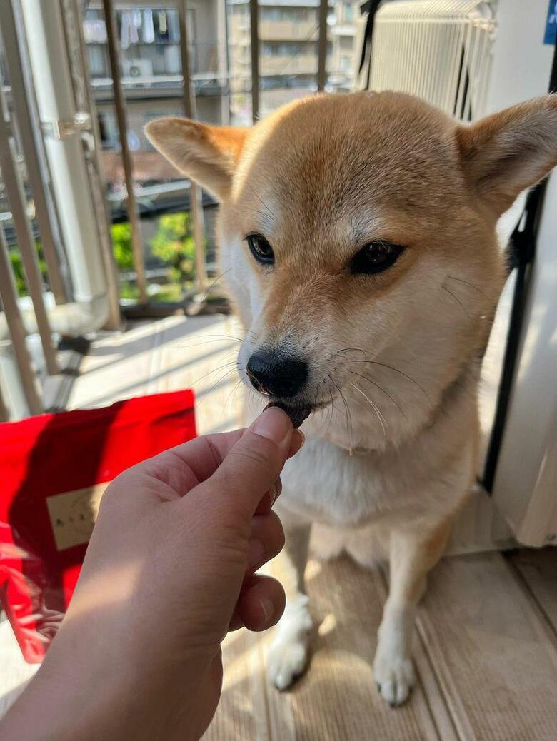 提供：柴犬ゆきちゃん